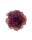 Rosas