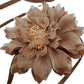 Ixia