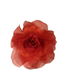 Rosas
